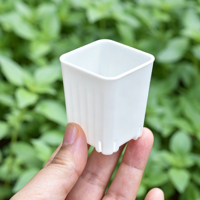 50-100 szt. 4cm Mini Grube Bia – Food Storage Plants recenzja i cena