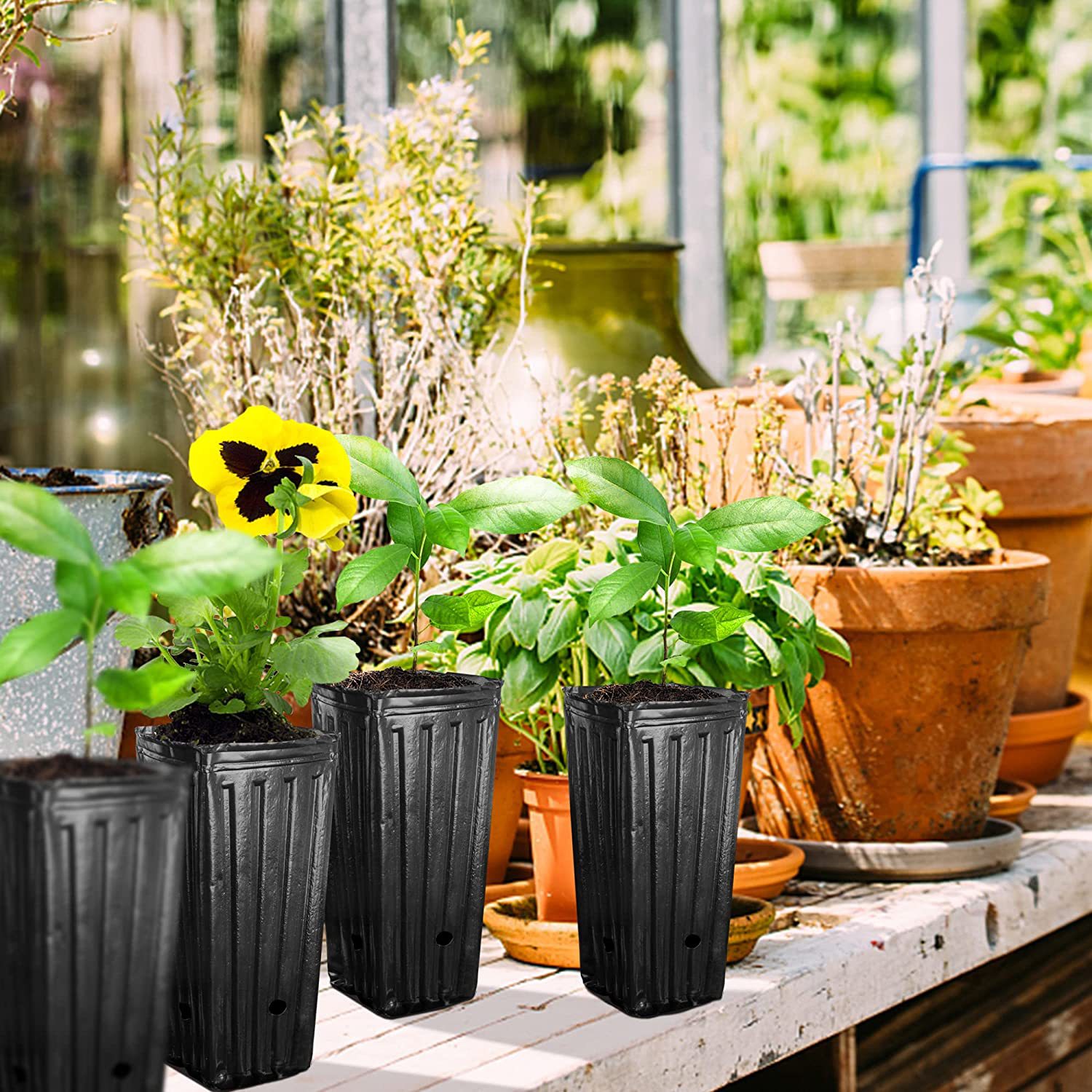 10 szt. Wysokie Kwadratowe Don – Food Storage Plants recenzja i cena